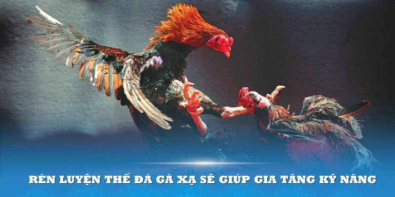 Rèn luyện thế đá gà xạ sẽ giúp gia tăng kỹ năng cho chiến kê