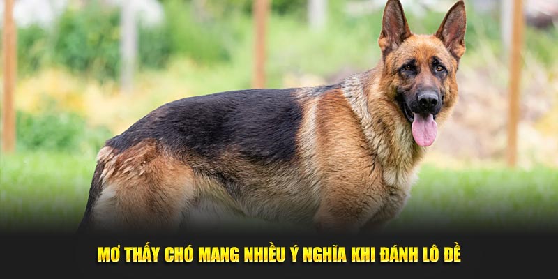 Mơ thấy chó mang nhiều ý nghĩa khi đánh lô đề